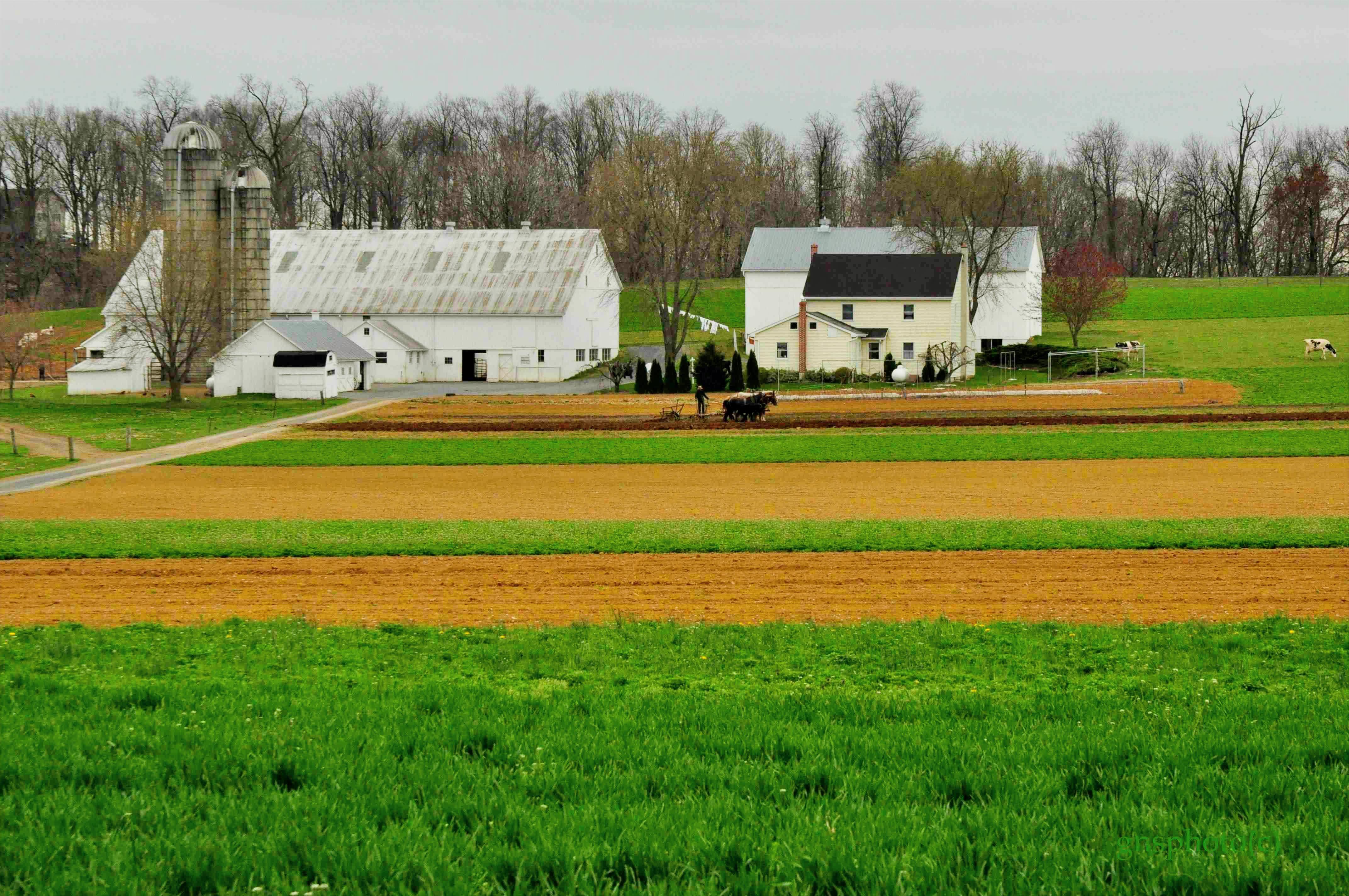 An Old-Order Amish farmstead — Pennsylvania Dutch is the everyday language of home, work, and worship in these communities.